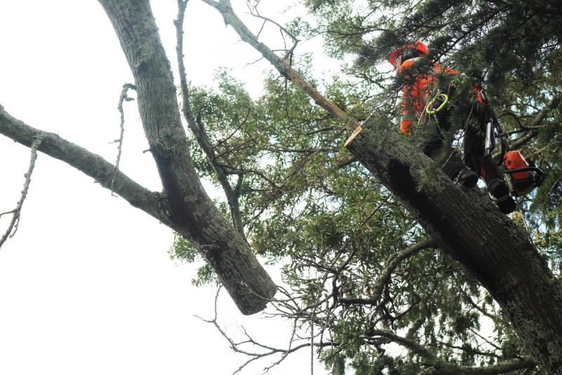 tree removal fairfield council cut tree branch falling