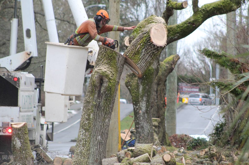 tree removal fairfield council tree worker cuts tree