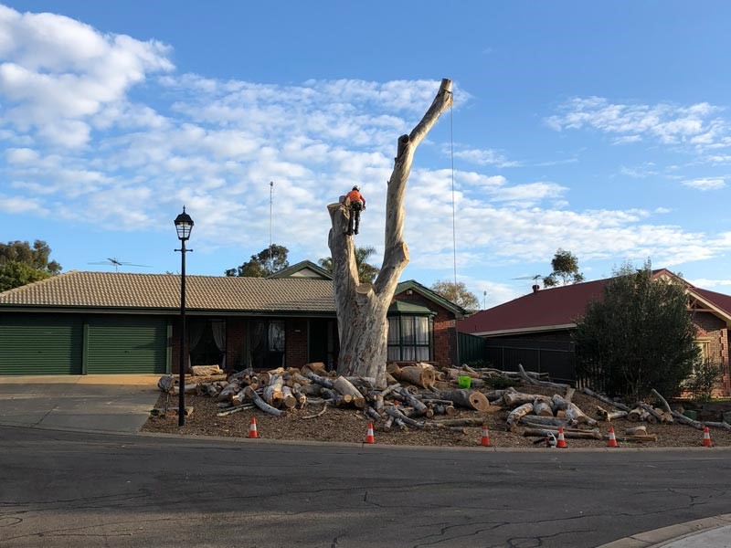 tree removal holdfast bay council cut tree