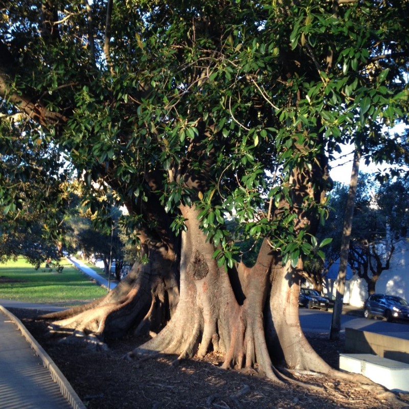 tree removal hunters hill council fig tree