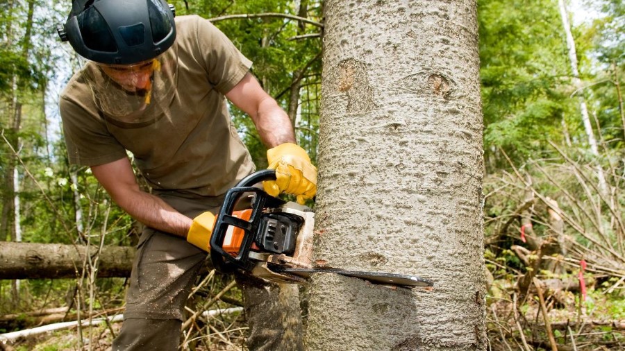 tree removal hunters hill council tree cutting