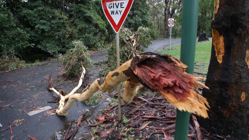 tree removal hurstville city council fallen tree