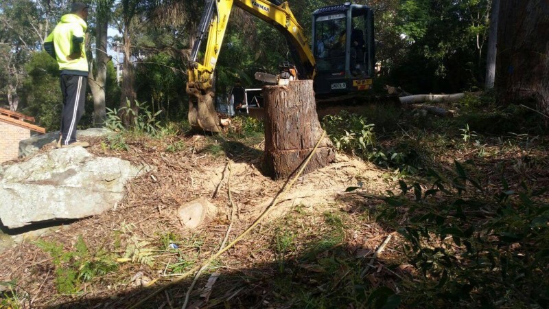 tree removal hurstville council machine removing tree