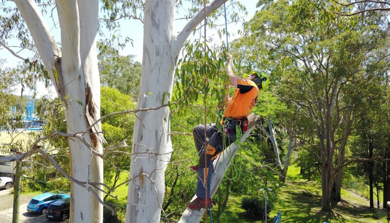 tree removal lake macquarie council arborist climbing tree