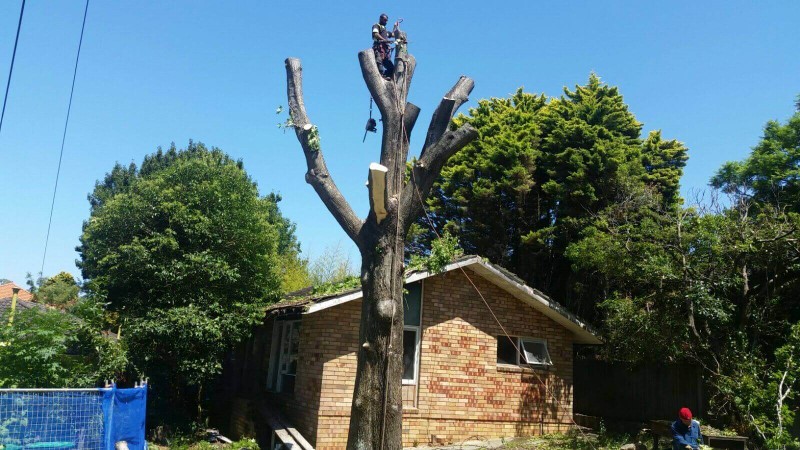 tree removal lane cover council a tall tree over a house