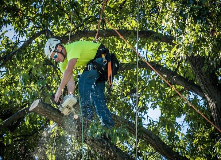 tree removal marion city council an exper cutting a tree