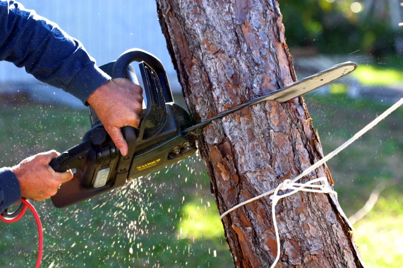 tree removal marion city council cutting a tree