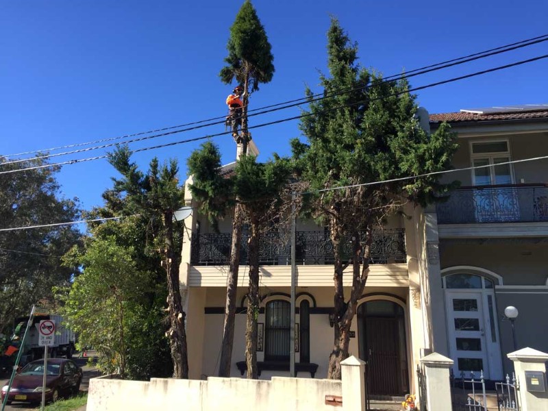 tree removal marrickville council man on a tall tree