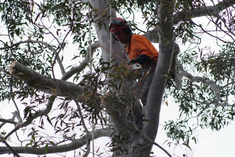 tree removal marrickville council tree remover on a tree