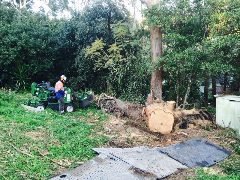 tree removal mosman council arborist removing tree