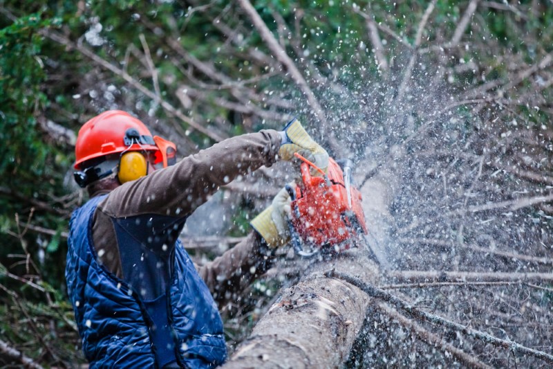 tree removal sutherland shire council powersaw cutting branches