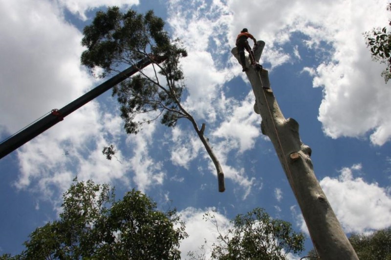 tree removal sutherland shire council tall tree