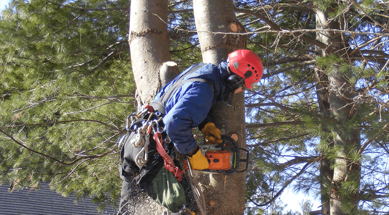 tree removal tea tree gully council tree cutting