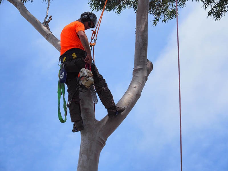 tree removal unley council man on a tree with a chainsaw