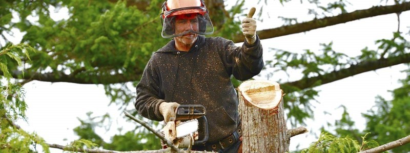 tree removal walkerville council man on removal work