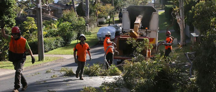 tree removal warringah council tree services