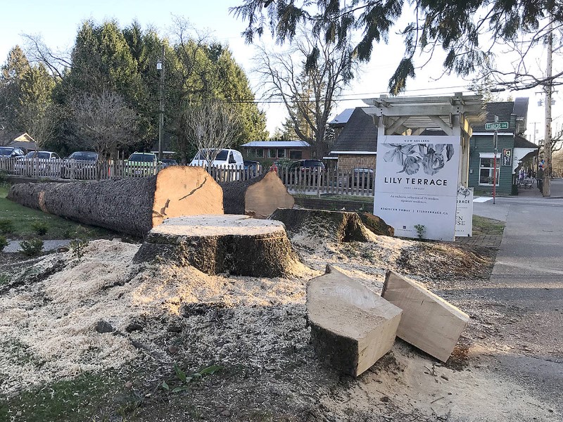 tree removal willoughby council cut down trees