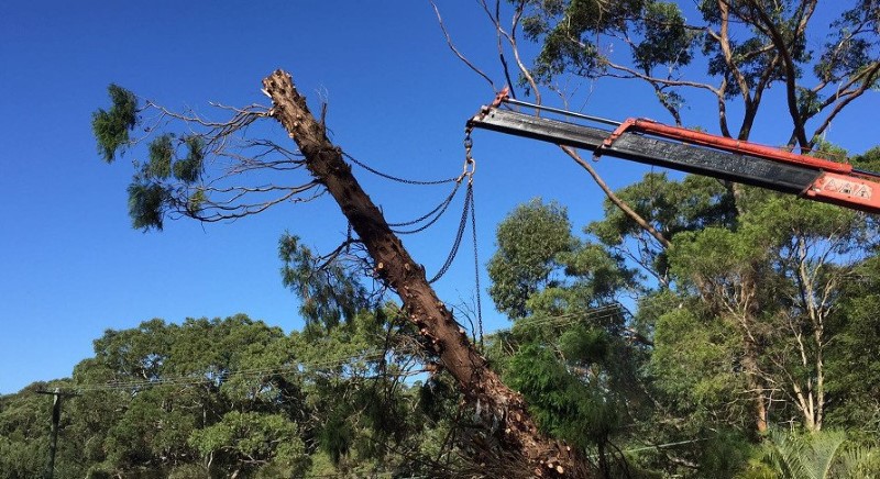 tree removal woollahra council crane carrying a tree