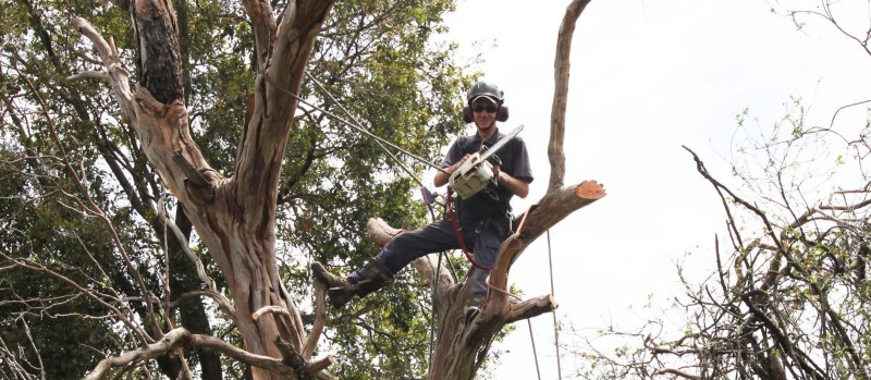 tree removal yarra council worker holding a chainsaw