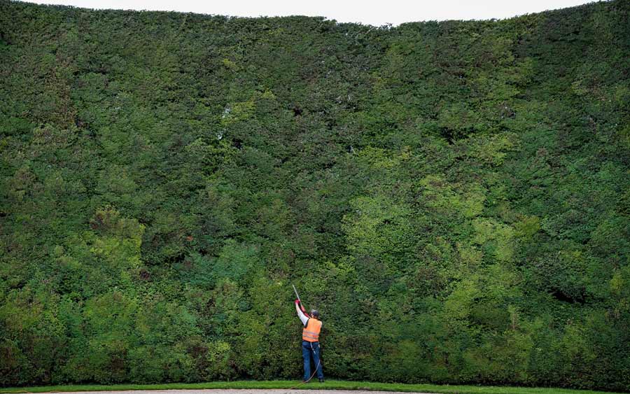 large hedge between neighbours