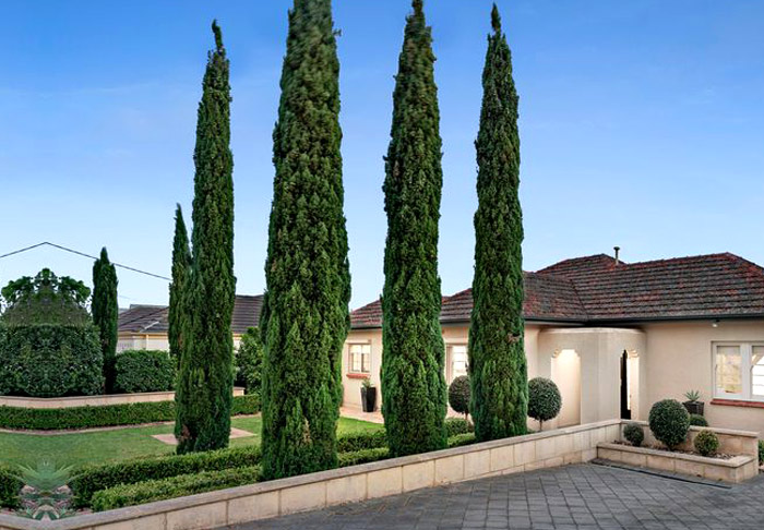 4 pencil pine tree in front yard