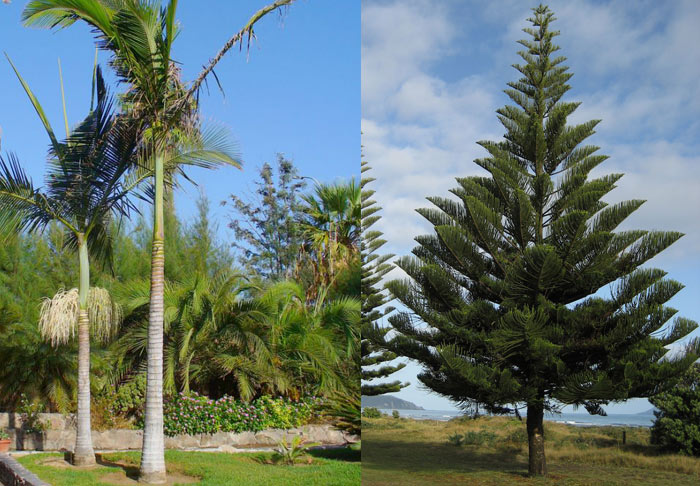 alexander-palm-vs-norfold-island-pine