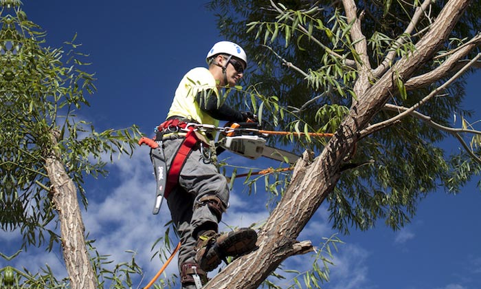 arborist removing a tree in vic