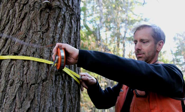 Measuring trunk circumference