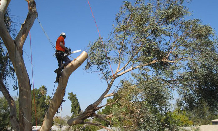 tree removal by arborist glen eira council area