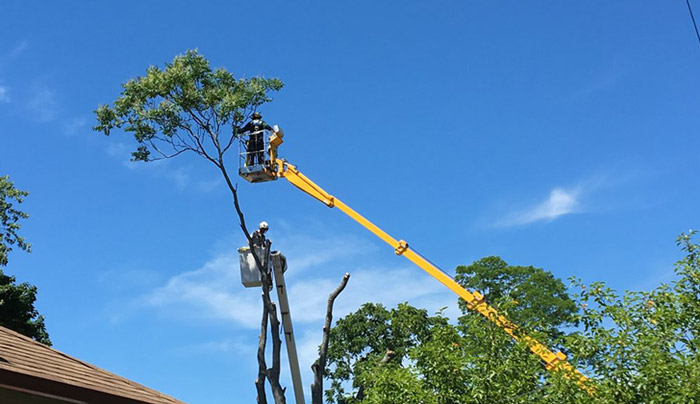 tree removal using ewp in vic