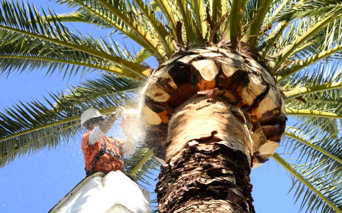 palm tree removal 700x465 1