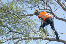 TREE-PRUNING-COST-GUIDE