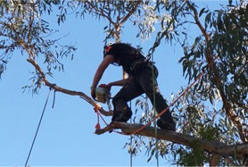 TREE-REMOVAL-CANBERRA