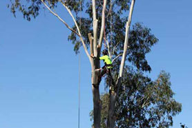 TREE-REMOVAL-MELBOURNE