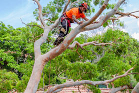 TREE-REMOVAL-SYDNEY-NSW