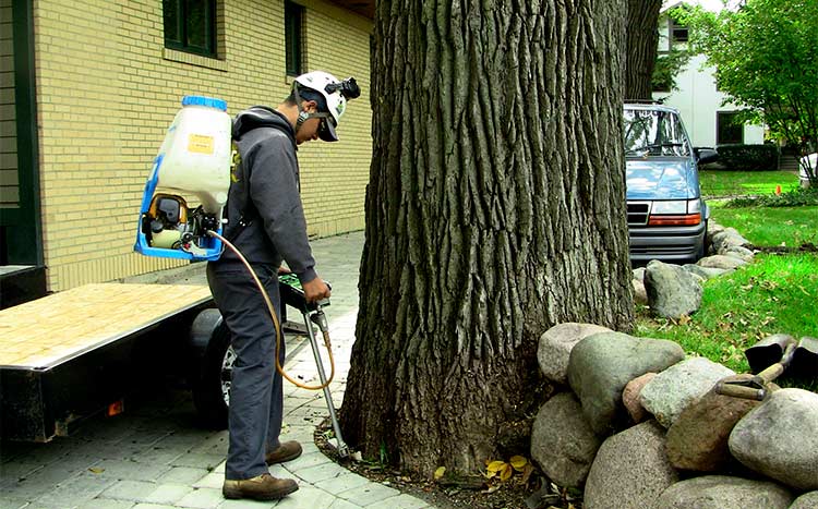 Use this free service to find an arborist near you remove ants