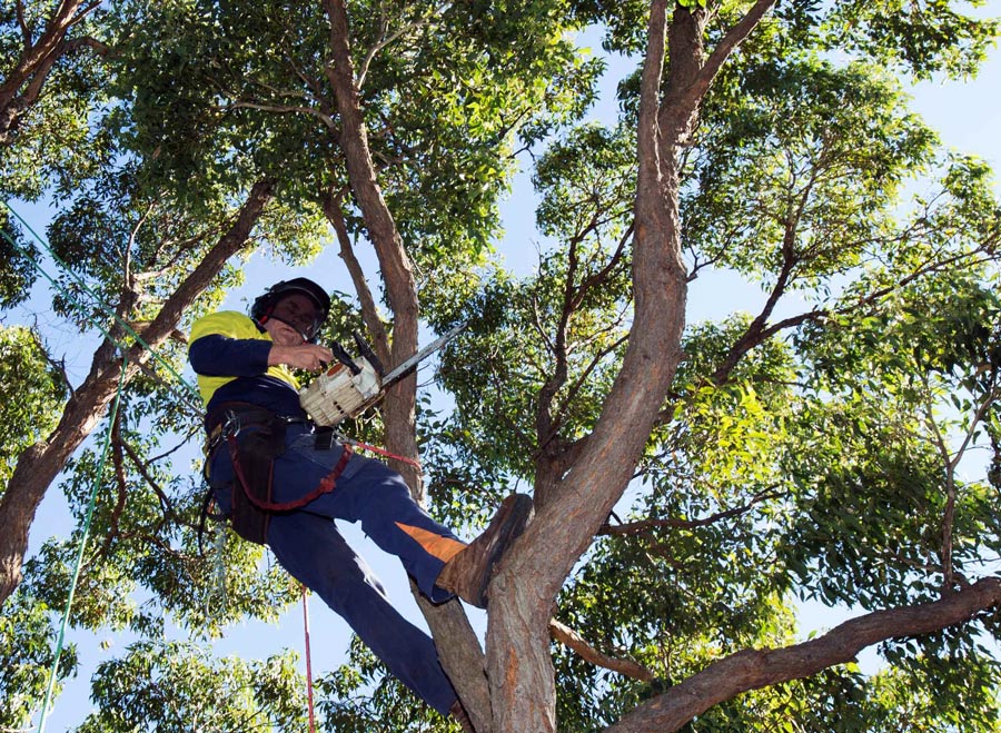 Whats the best time of year for tree removal