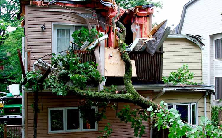 Emergency Tree Removal Services Who to Call How to Save