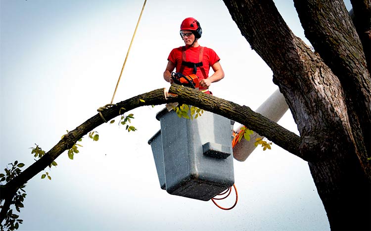 FAQs Tree Risk Assessments Surveys