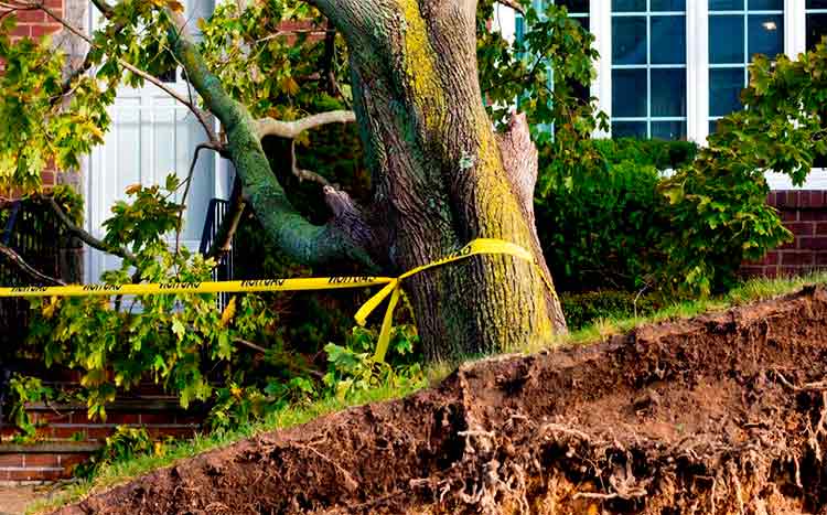 How to save on emergency tree removal