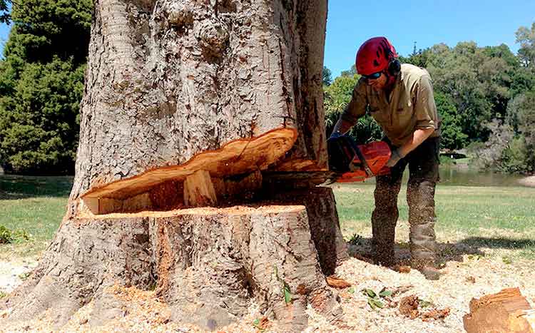 When do I need a permit to cut a tree