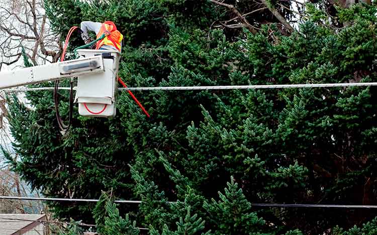 Who is Responsible for Tree Limbs on Power Lines