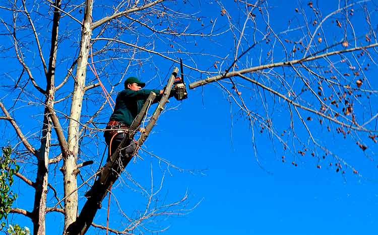 FAQs Tree Branch Removal Cost