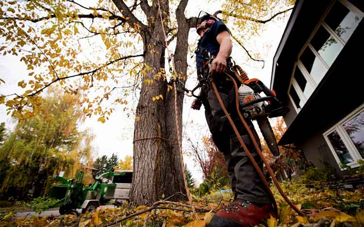 tree removal greenville sc