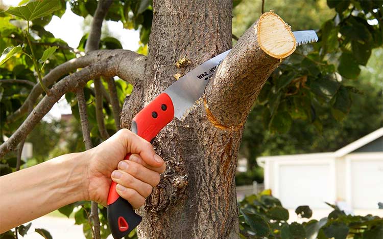 Tree Branch Removal Cost