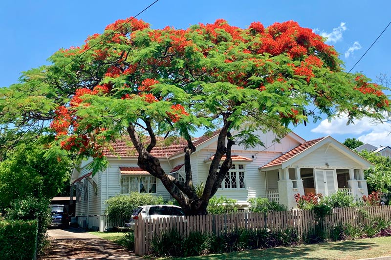 Best Time to Trim Trees in Brisbane