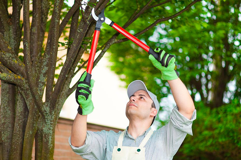 How Do You Know If a Tree Needs Trimming