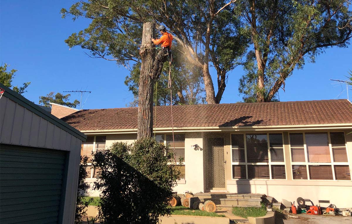 tree service