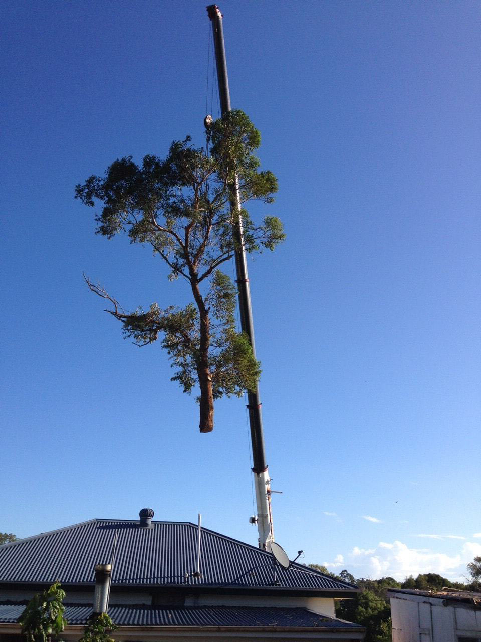 tree cutting