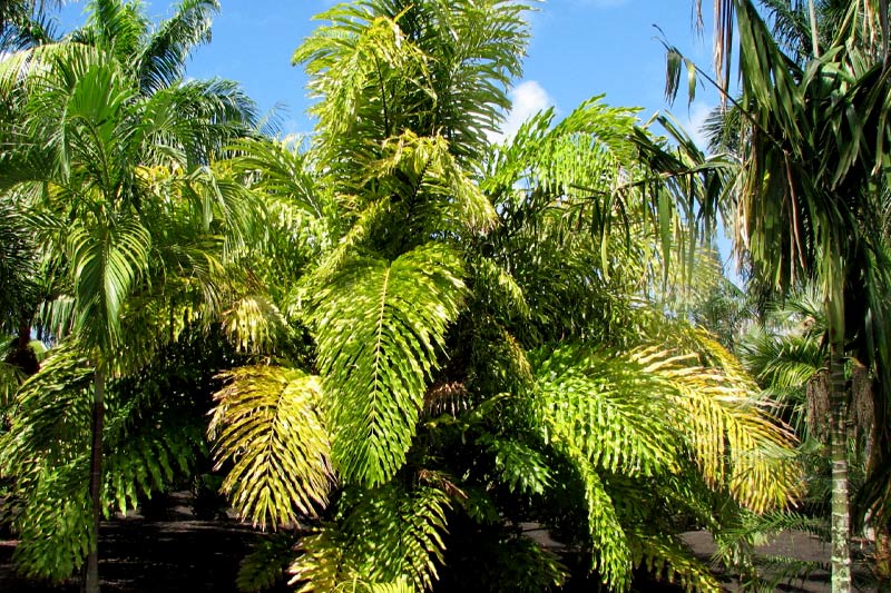 Australian Arenga Palm